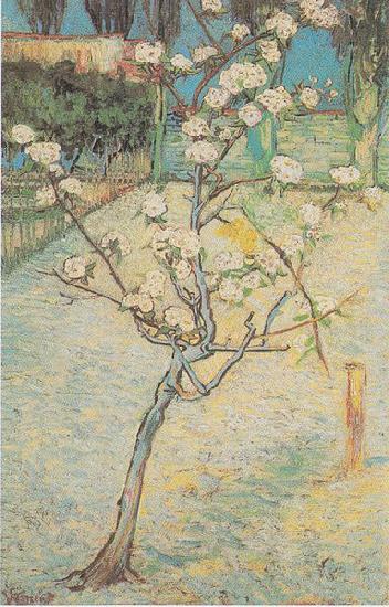 Vincent Van Gogh Flowering Pear-Tree France oil painting art
